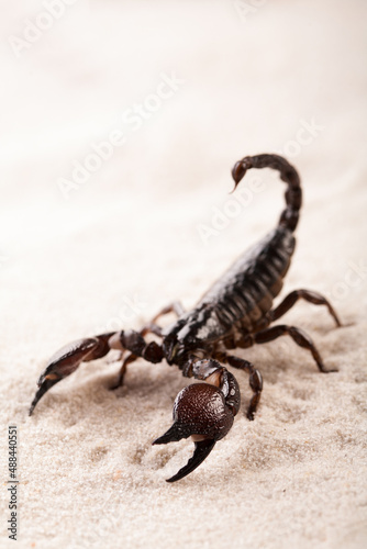 Black scorpion in close-up on a sandy background. Soft light  photo