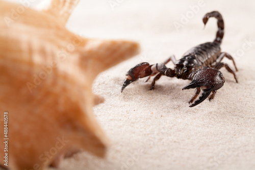 Black scorpion in close-up on a sandy background. Sea shell as a part of composition