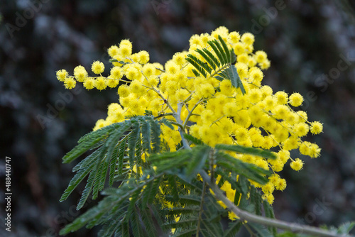 A sprig of mimosa against a blurred green background. Symbol of 8 March, happy women's day. Spring Mimosa flowers. Selective focus. Blurred background.