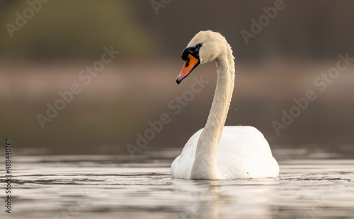 Swan in the natural environment.