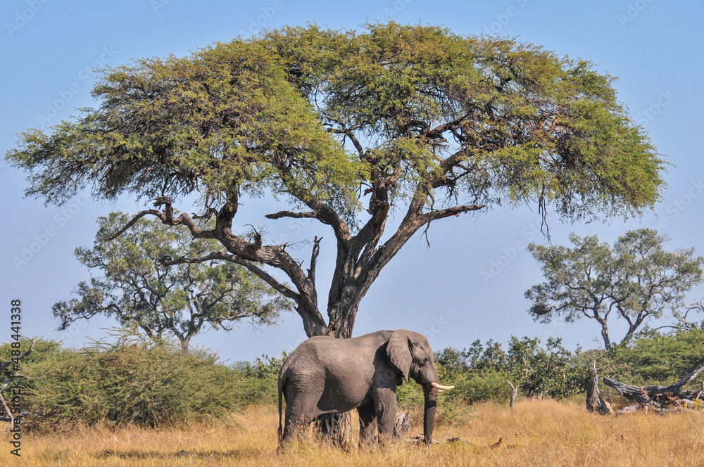 Large African elephant in the wild standing under a baobab tree in Botswana. Natural setting. South Africa. Large African elephant in the wild standing under a baobab tree in Botswana. Natural setting. South Africa.