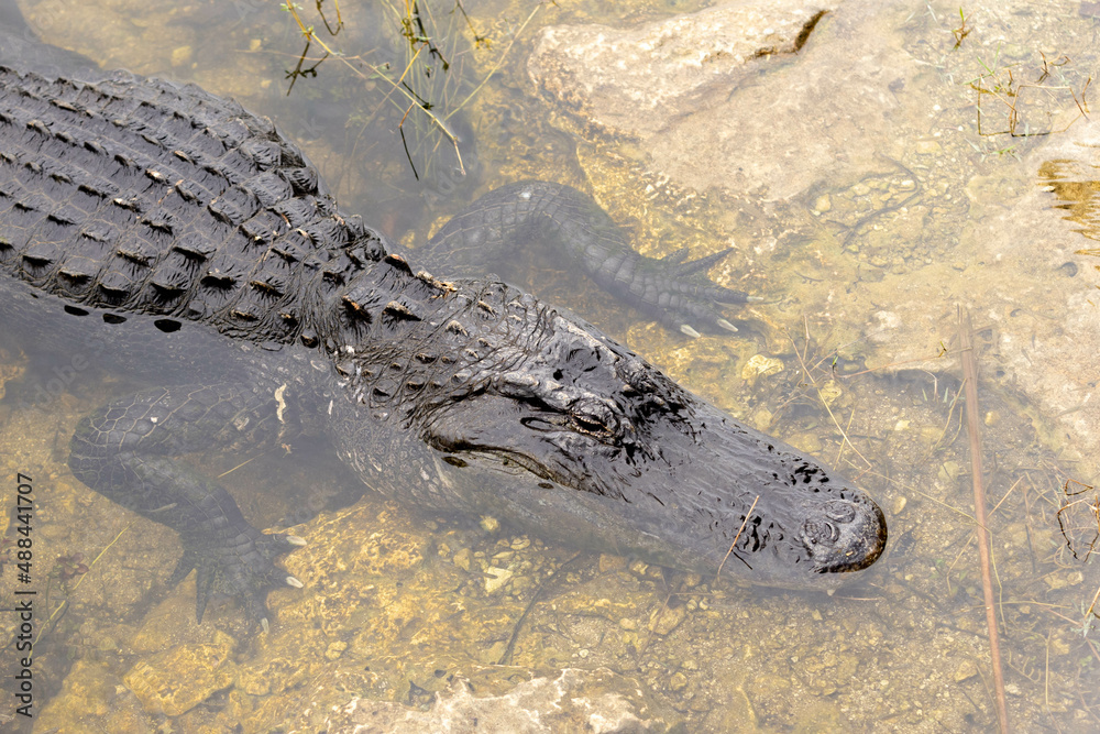 Alligator Resting On Rock In Everglades Of Florida Alligator Resting On Rock In Everglades Of Florida