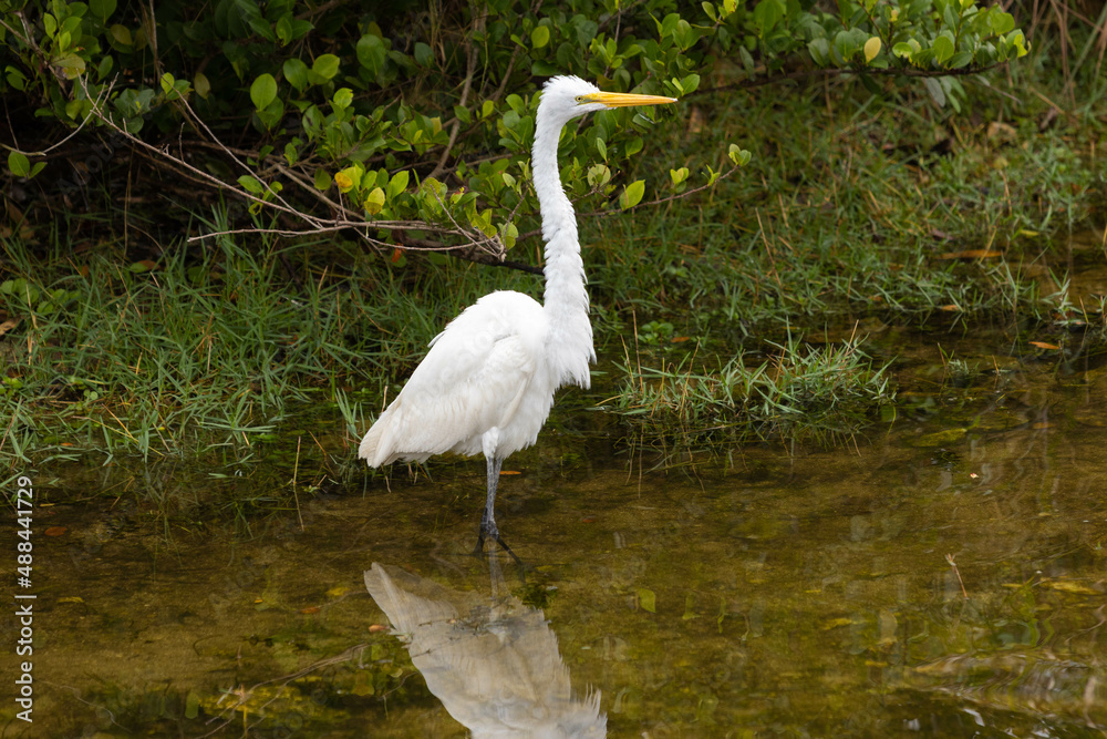 Great Egret Posing In The Everglades Of Florida