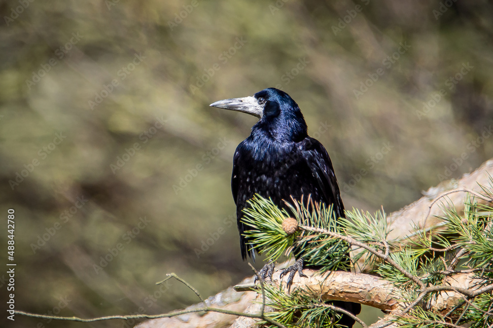 Fototapeta premium Rook peering from a Scotch Pine
