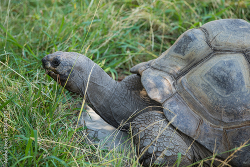 profile photo of an Aldabra Tortoise