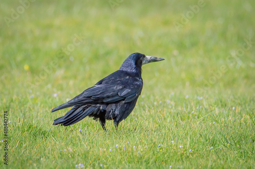 Rook looking for food in a green meadow
