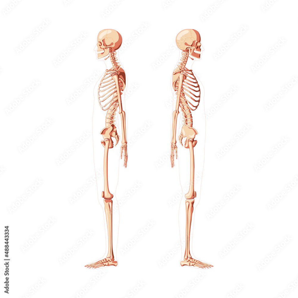 Skeleton Human diagram side view with different shade options. Set of realistic flat natural color medical bones concept Vector illustration didactic board of anatomy isolated on white background Skeleton Human diagram side view with different shade options. Set of realistic flat natural color medical bones concept Vector illustration didactic board of anatomy isolated on white background