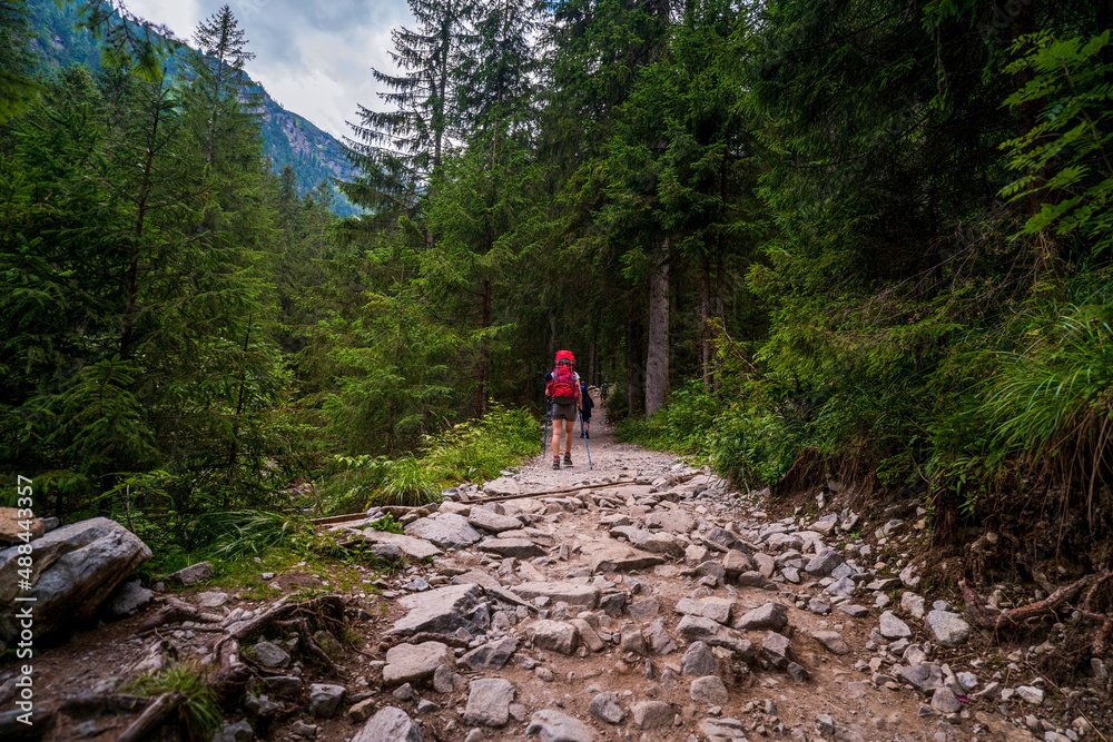 Woman hiker with large backpack and Nordic or trekking poles in forest on rocky path in summer day, female solo trekking in the mountain, Europe