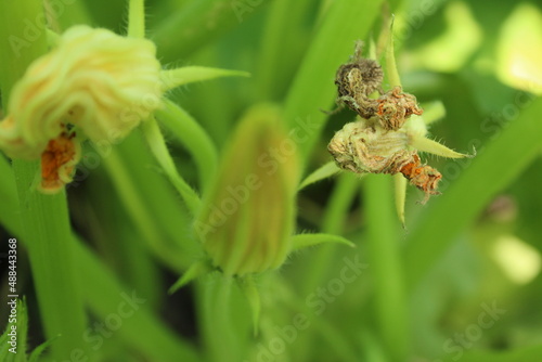 pumpkin zucchini flowers close-up. Yellow edible zucchini flowers on a green background. Growing vegetables edible flowers for the restaurant. How nightshades bloom