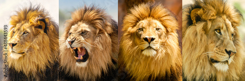 Lion Moods Portrait of a lion in his prime showing his different moods from aggressive to reflective and even majestic.
