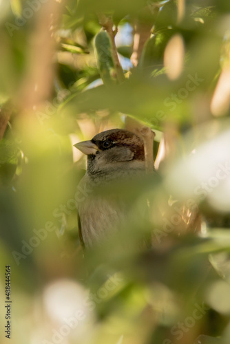 Little finch hidden in tree branches