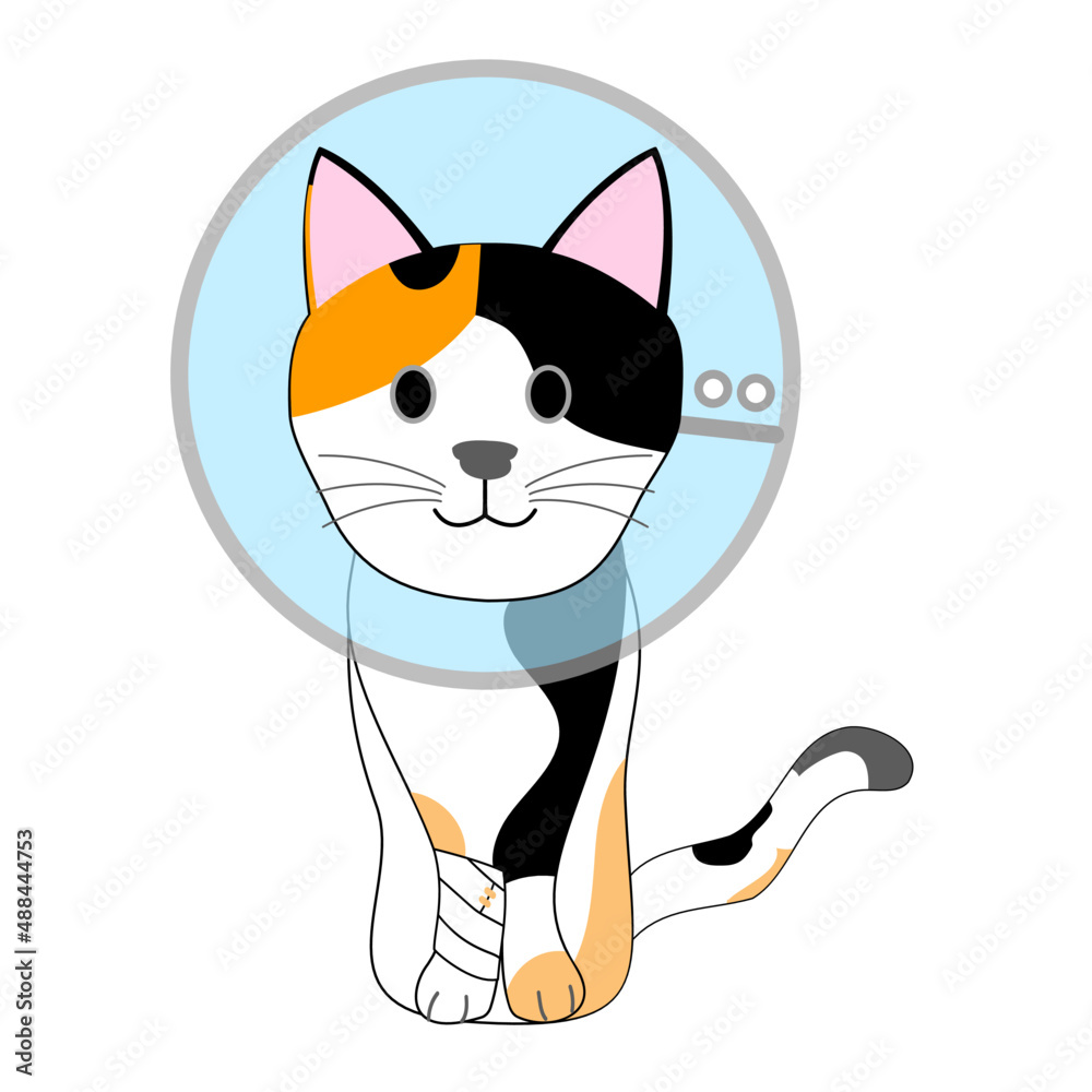 A skinny calico cat with an Elizabethan collar 