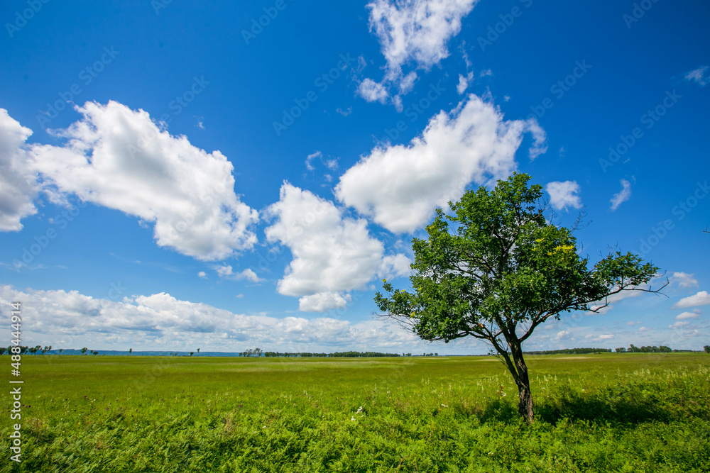 Obraz premium Picturesque summer field. A lone tree stands in a green field.