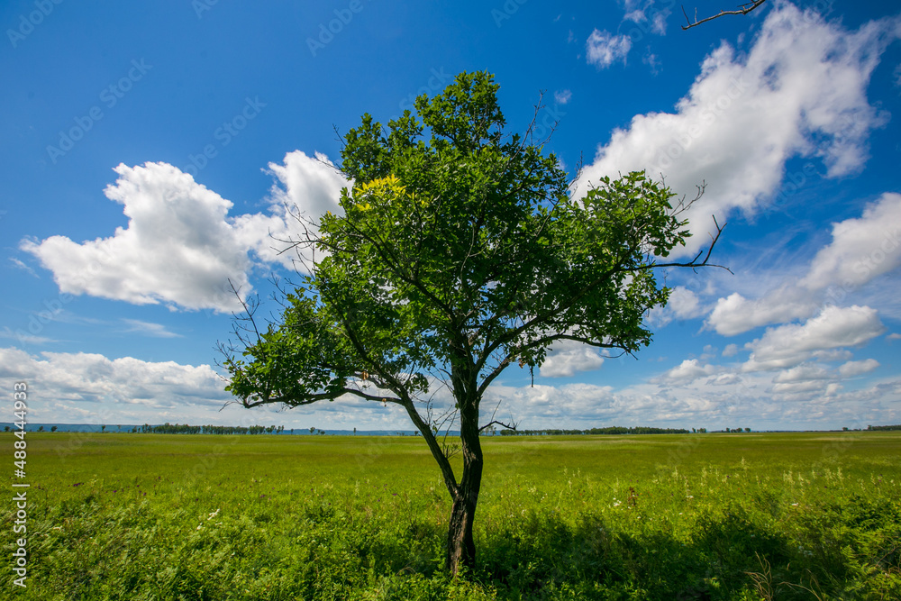 Picturesque summer field. A lone tree stands in a green field.