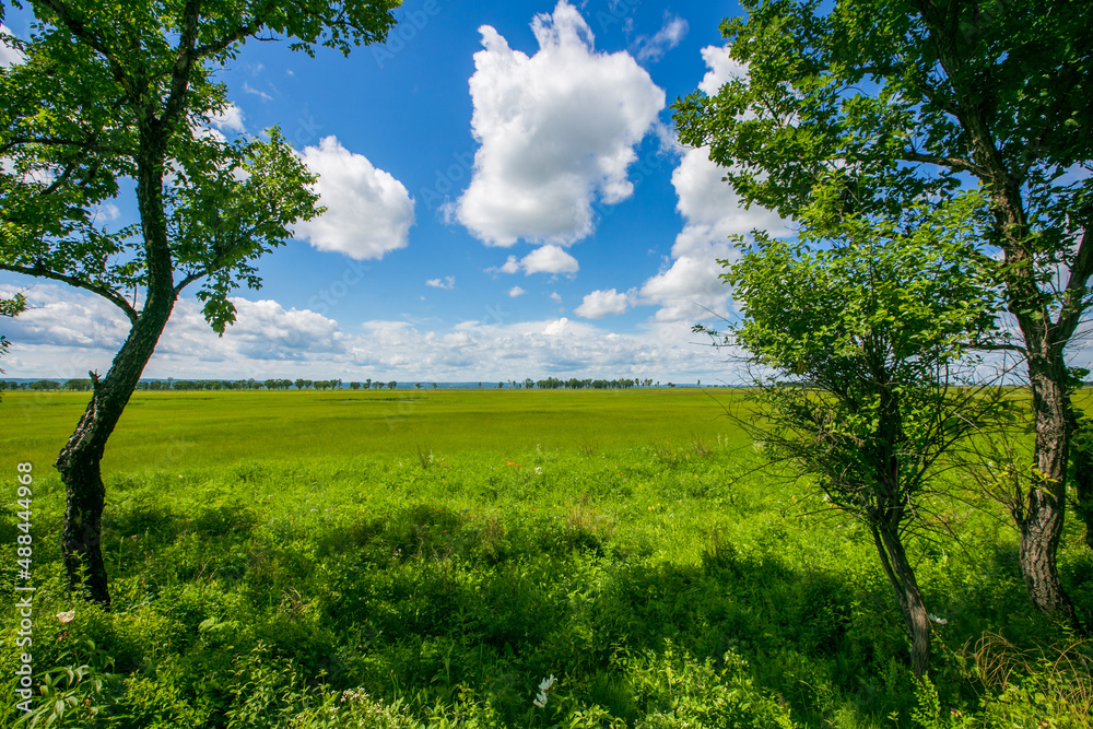 Fototapeta premium Picturesque summer field. A lone tree stands in a green field.