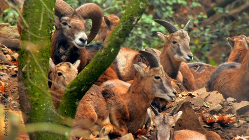 Ram goat mouflon nature farm mountains wildlife forest