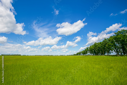 Picturesque summer field. A lone tree stands in a green field.