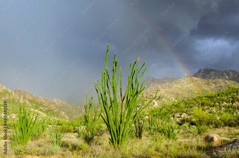 Rainbow over the sonoran desert scenery
