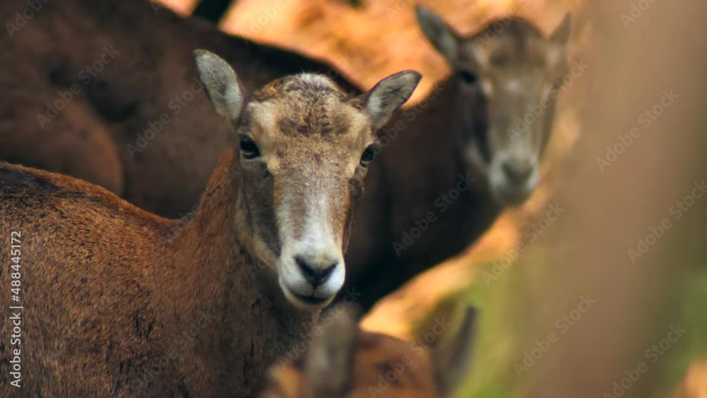 Ram goat mouflon nature farm mountains wildlife forest Ram goat mouflon nature farm mountains wildlife forest