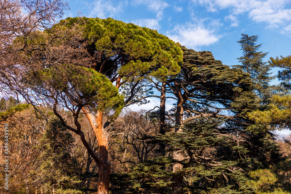 Mediterranean pine tree against the sky. Coniferous tree close-up.