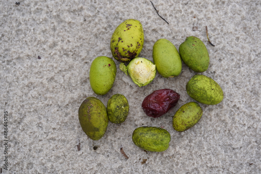 Geoffroea spinosa fruit in the Amazon rainforest, brazilian name Uxi or Umari. Taste similar to avocado (persea americana), but much smaller. Geoffroea spinosa fruit in the Amazon rainforest, brazilian name Uxi or Umari. Taste similar to avocado (persea americana), but much smaller.