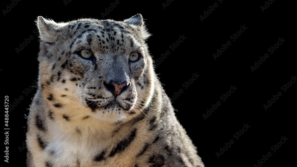 Close up portrait of a snow leopard isolated on a black background with room for text Close up portrait of a snow leopard isolated on a black background with room for text