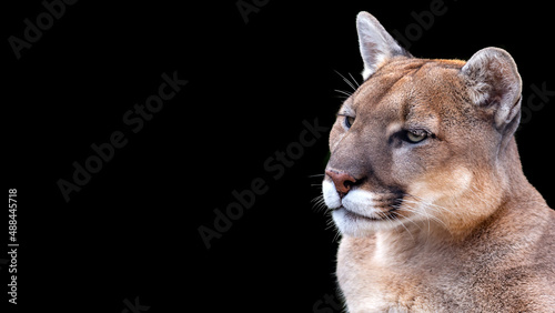 Close up portrait of a mountain lion, also called puma or cougar, isolated on a black background with room for text