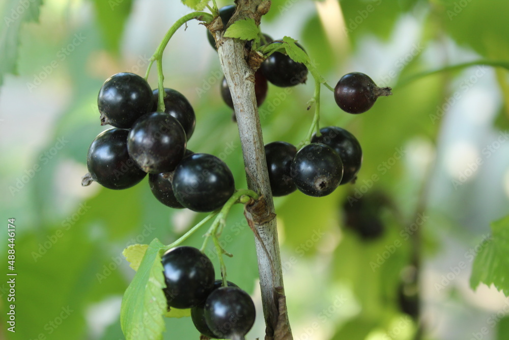 blackcurrant berries grow on a bush branch close-up. Vitamin C in berries and fruits. growing berries plant growing care for fruit bushes bushes blackcurrant berries grow on a bush branch close-up. Vitamin C in berries and fruits. growing berries plant growing care for fruit bushes bushes