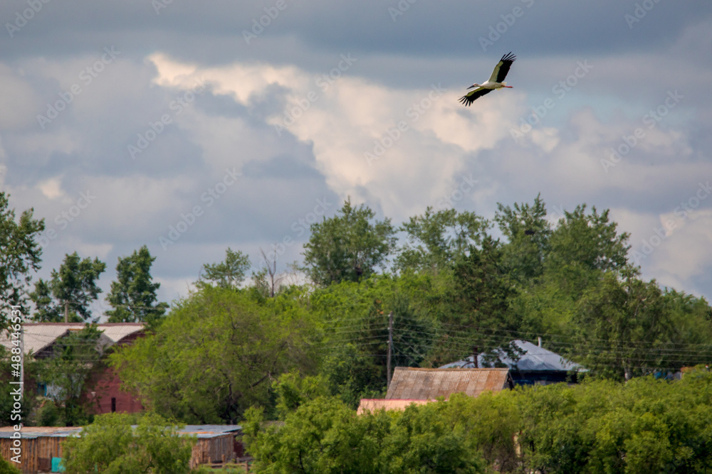 Fototapeta premium Far Eastern stork flies against the blue sky.