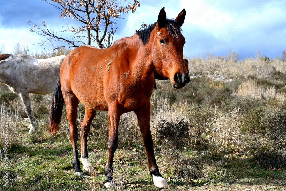 Obraz premium Brown horse walking in a field