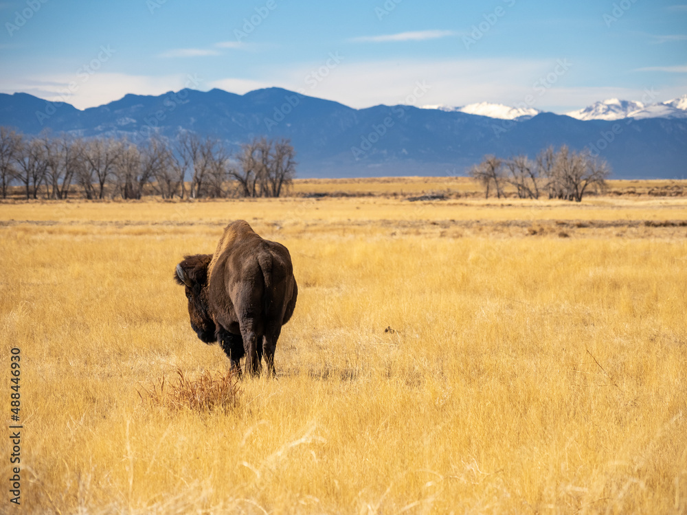 A bison grazing in a prairie during winter, in the Rocky Mountain Arsenal wildlife refuge in Colorado.