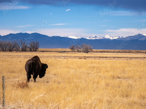 A bison grazing in a prairie during winter, in the Rocky Mountain Arsenal wildlife refuge in Colorado.