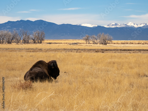 A bison laying in a prairie during winter, in the Rocky Mountain Arsenal wildlife refuge in Colorado.