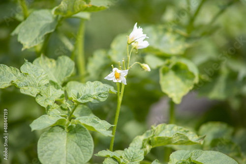 Kartoffelblüte