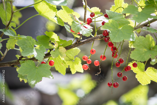 rote Johannisbeeren