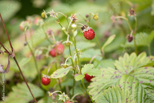 Walderdbeeren