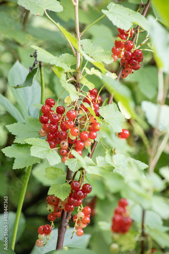 rote Johannisbeeren