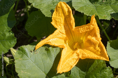 geöffnete Kürbisblüte