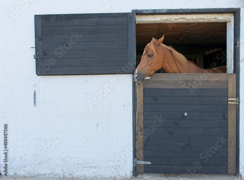 brown horse poking its head out of a white-walled stable door