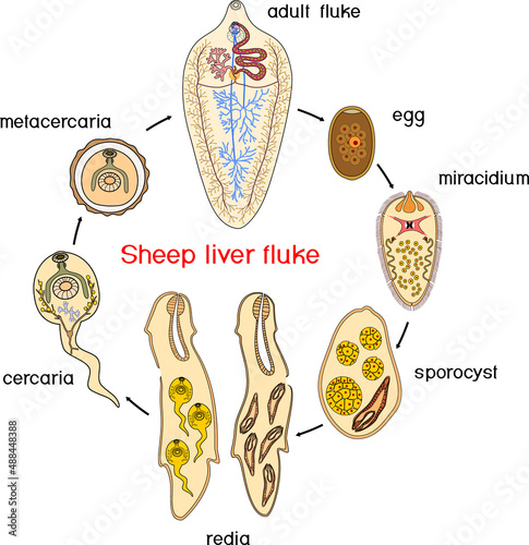 Life cycle of Sheep liver fluke (Fasciola hepatica) isolated on white background photo