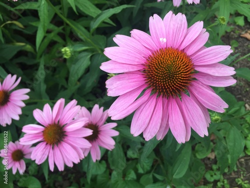 pink flower