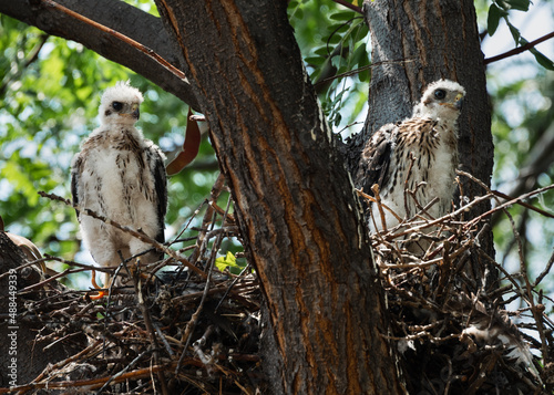 Coopers Hawk fledglings