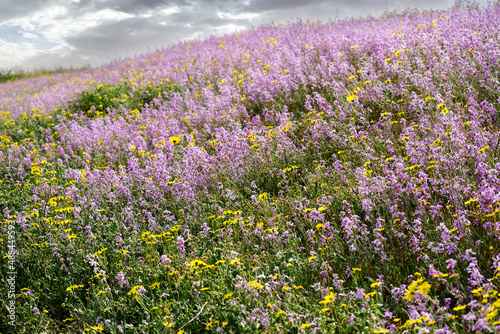 Flowering of Levkoy or matthiola and Senecio in the meadow photo