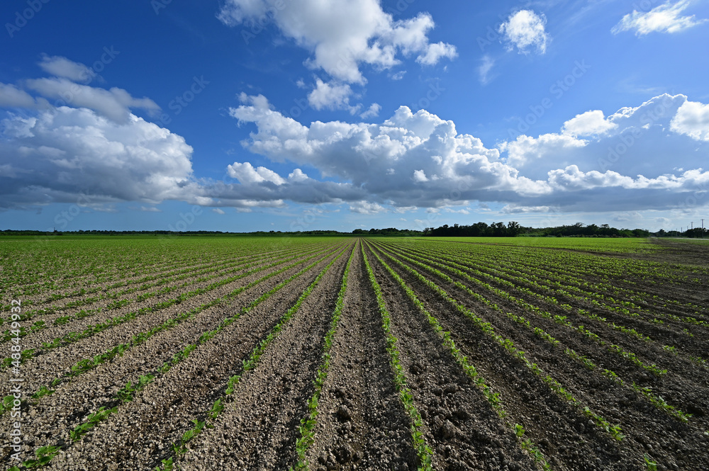 Converging rows of recently planted vegetables in Homestead, Florida under broken spring cloudscape.