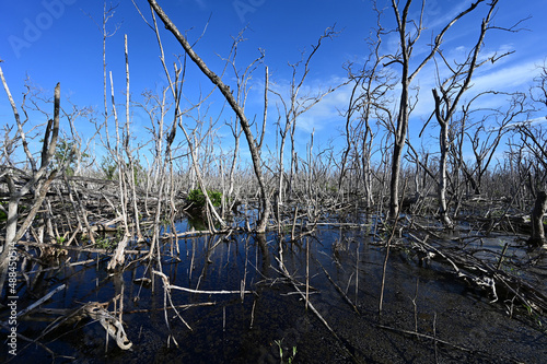 Mangrove forest in Everglades National Park, Florida devatated by Hurricane Irma in 2017. photo