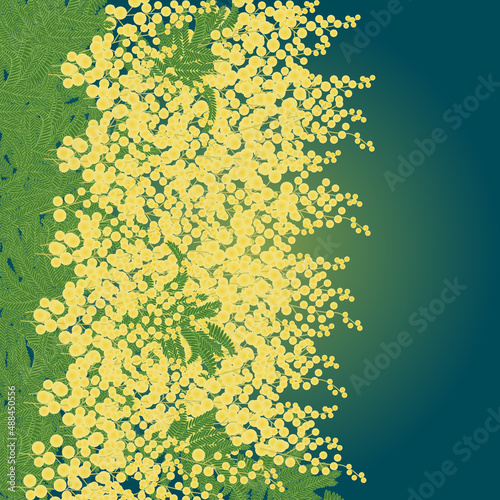 mimosa_a
