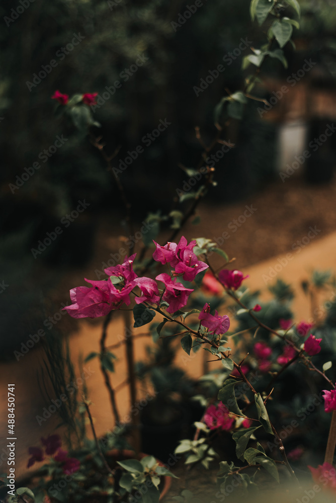 flowers on the grave flowers on the grave