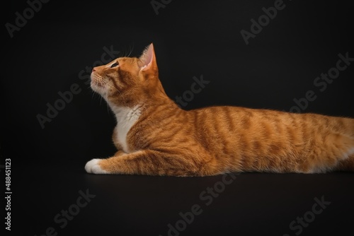 Obraz na plátně Portrait of young honorable arab ginger tabby cat looking up on black background,side view