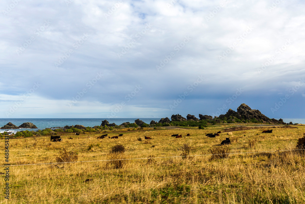 Cows resting on the land in Cape Palliser New Zealand