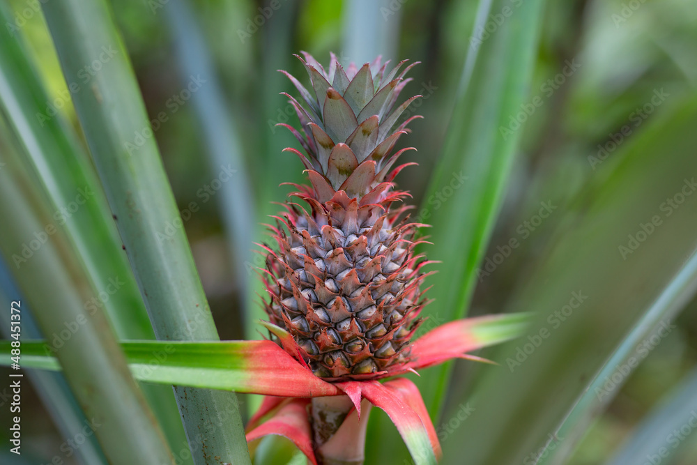 The beginning of delicious pineapples at the Pineapple Orchard The beginning of delicious pineapples at the Pineapple Orchard